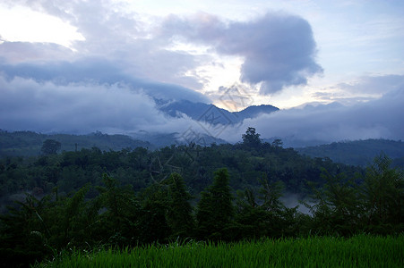 基丹巴厘森林绿山背景