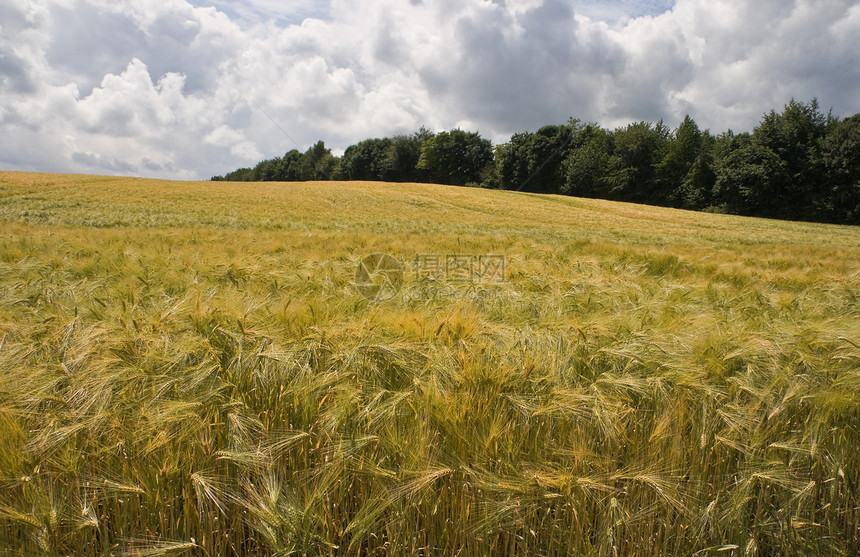 夏日的阳光下 在田地上撕裂谷物小麦生长森林黄色农村农业蓝色粮食天空绿色图片