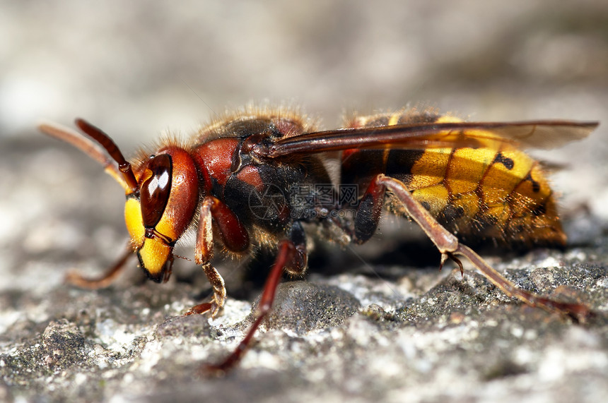 大黄蜂黄色宏观漏洞下颌骨眼睛昆虫夹克翅目图片