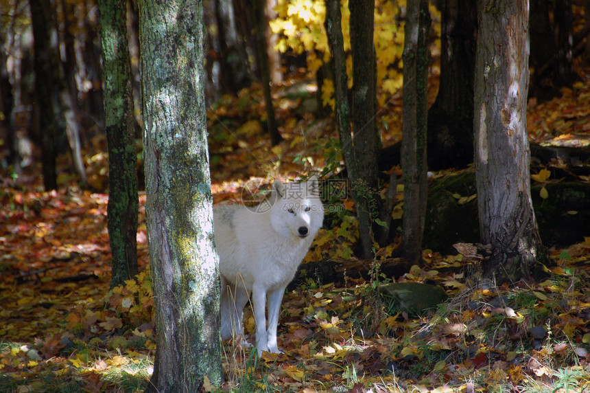 北极野狼白色森林苔原毛皮犬类狼疮荒野捕食者野生动物哺乳动物图片