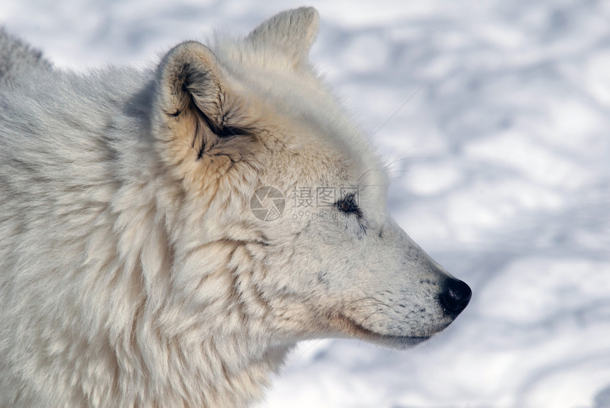 北极野狼毛皮哺乳动物犬类荒野野生动物捕食者图片