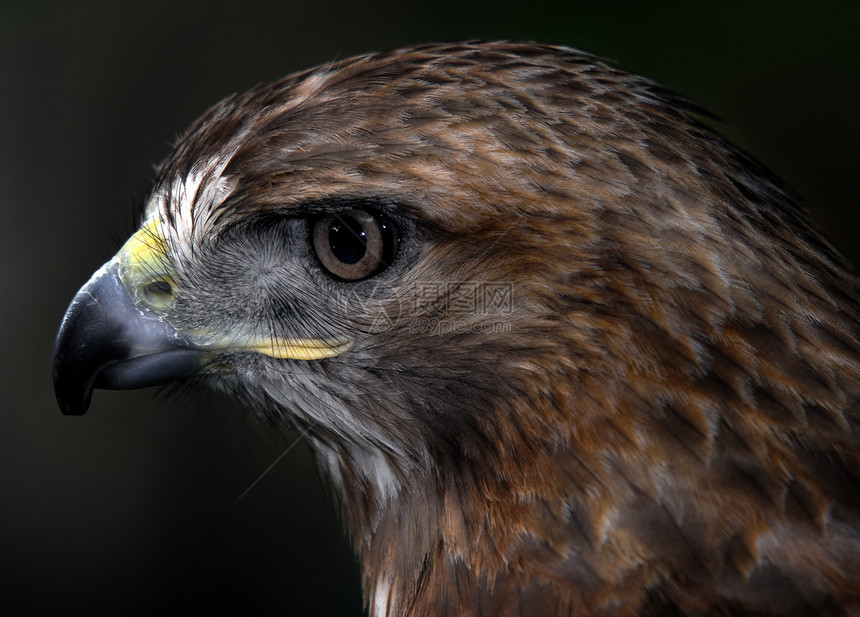 红尾鹰红色猎人捕食者观鸟鸟类绿色动物群尾巴羽毛眼睛图片