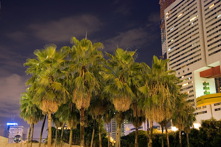 夜间棕榈树建筑物树木棕榈城市夜景背景图片