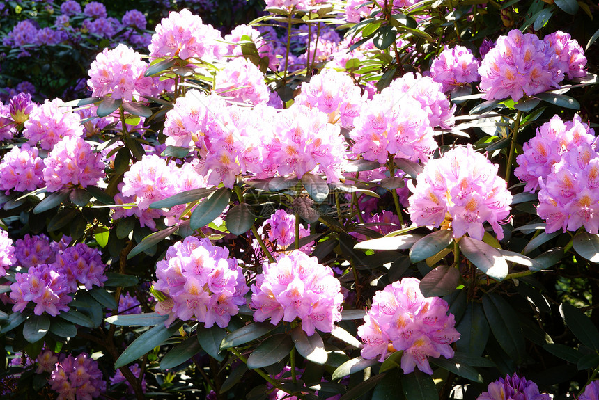 光度花园植物粉色叶子花瓣图片
