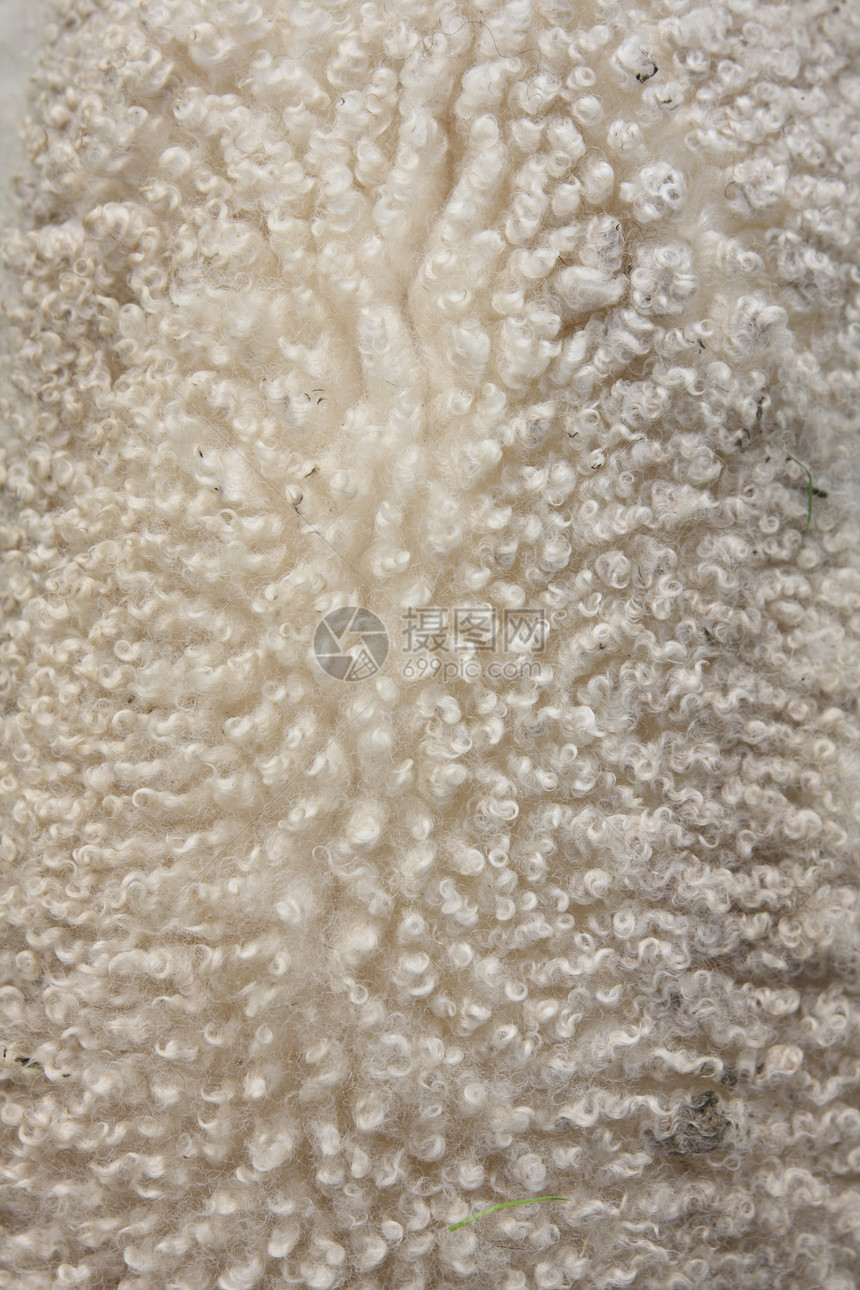 羊毛毛皮哺乳动物白色羊肉图片