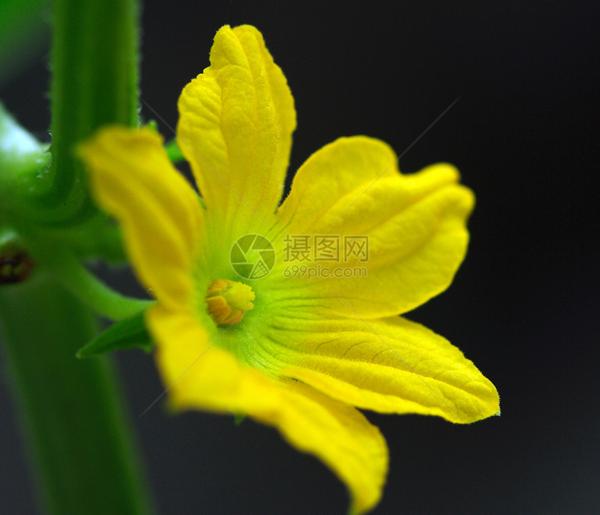 植物 花花花朵黄色图片