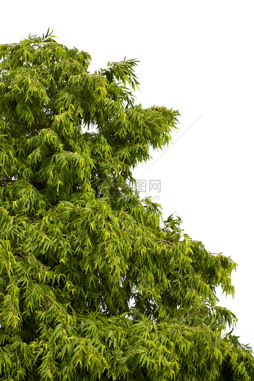 那棵树力量生长生态叶子白色绿色植物群图片