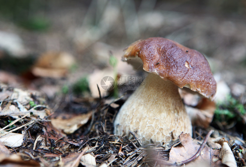 蘑菇食物木头苔藓食谱季节糊状枝条魔法宏观美食图片