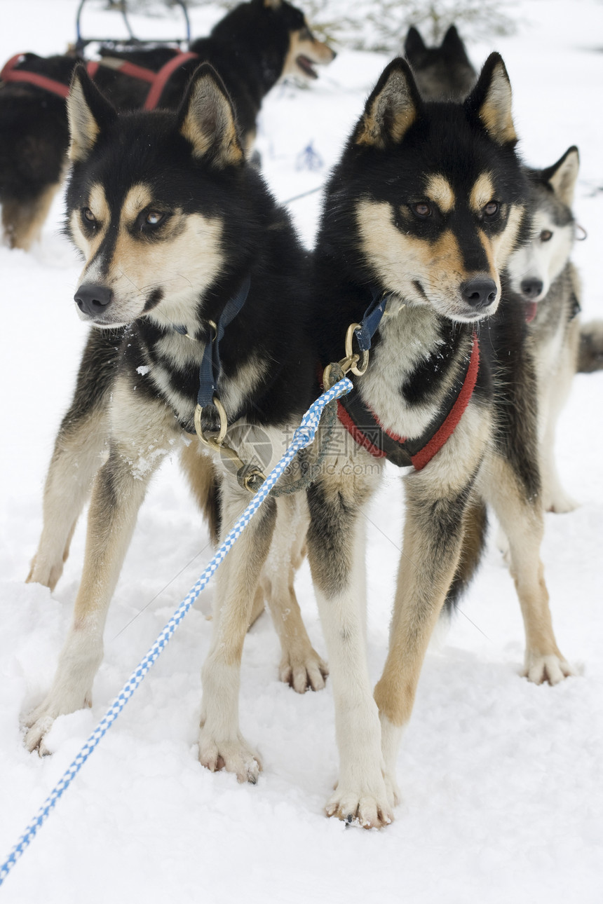 霍斯基小狗赛车运动员动物雪橇耐力冒险宠物荒野运动图片