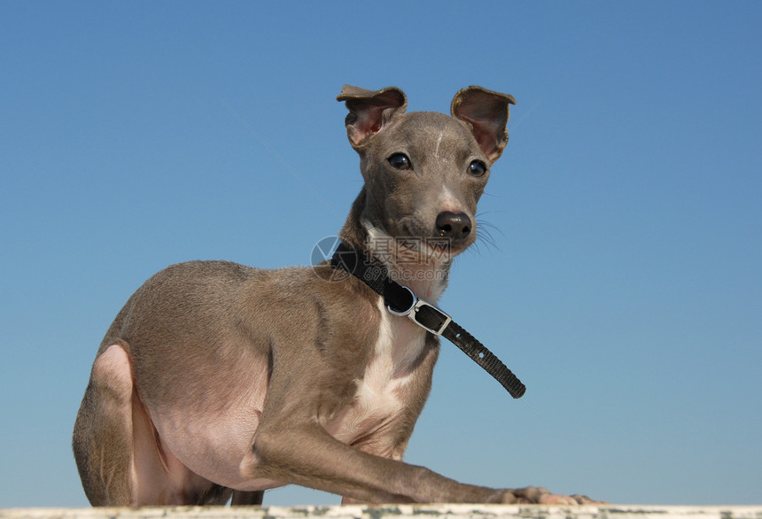 小狗纯种意大利灰色猎犬动物天空衣领宠物蓝色灰狗犬类图片