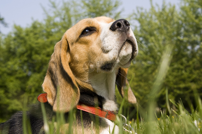 鸟角毛皮鼻子树枝休息愉快英语狗牌眼睛猎犬舌头图片