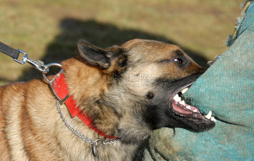 训练警犬警察攻击动物宠物危险警卫衣领牙齿牧羊犬图片