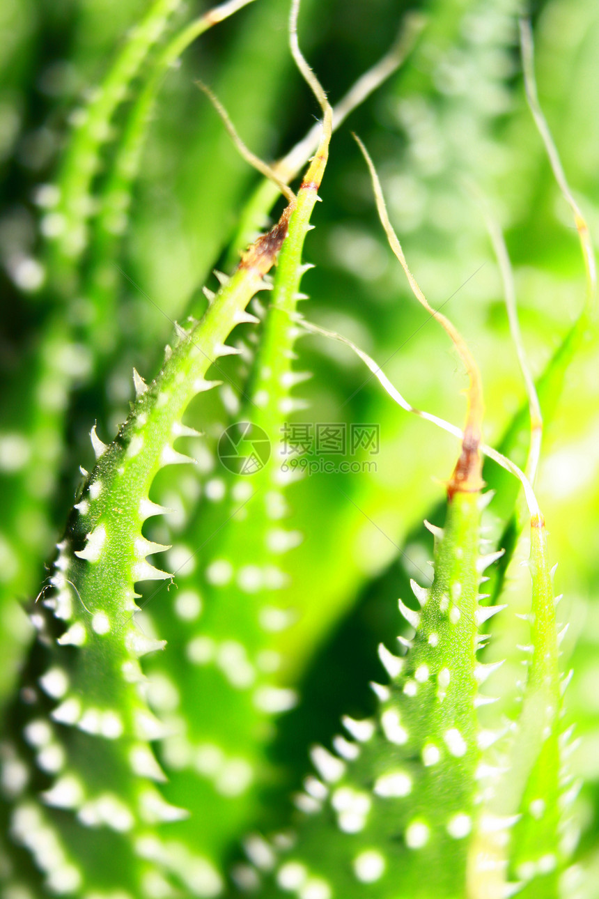 苏双荆棘植物多肉植物绿色盆栽树叶图片