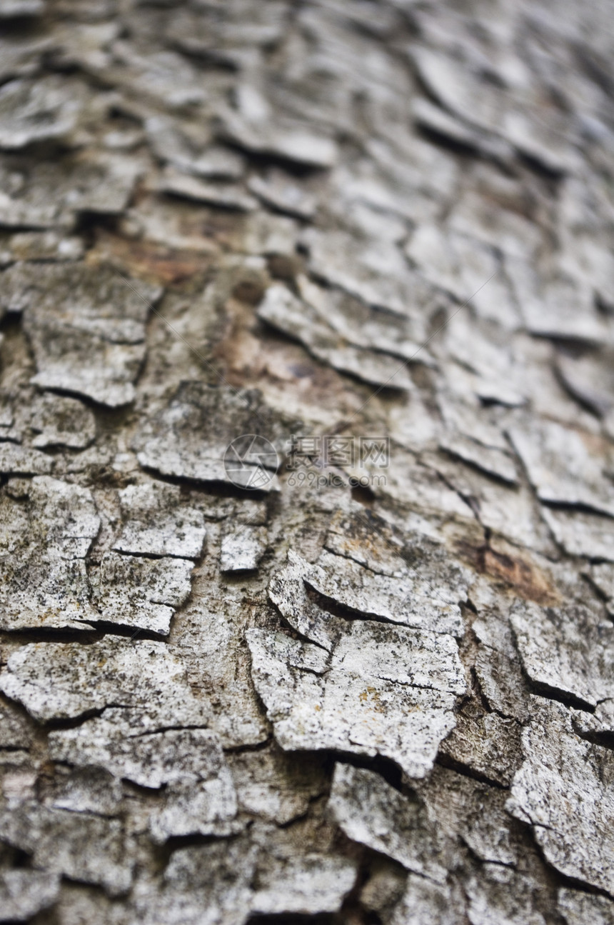 树皮苔藓橡木森林植物栖息地宏观树干材料木头天性图片
