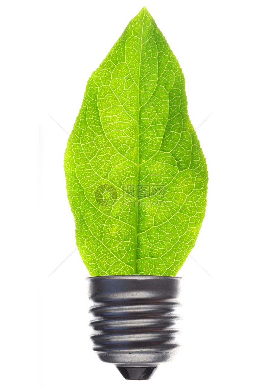 叶子生长活力灯泡树叶生态环境创造力回收植物白色图片
