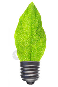叶子生长活力灯泡树叶生态环境创造力回收植物白色背景图片