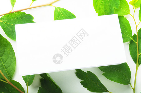 纸张温泉生态叶子床单健康树叶卡片背景图片