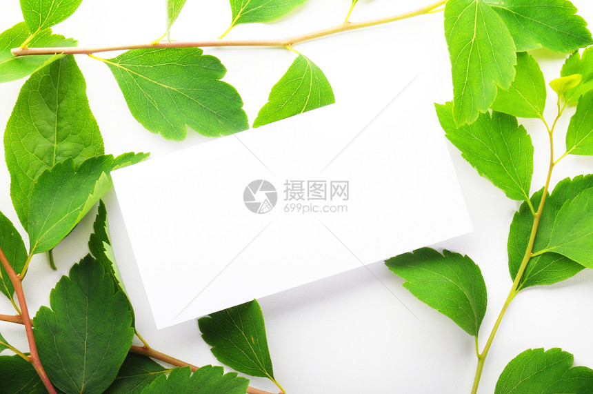 空白白纸绿色花朵床单生态白色雏菊叶子礼物树叶环境图片