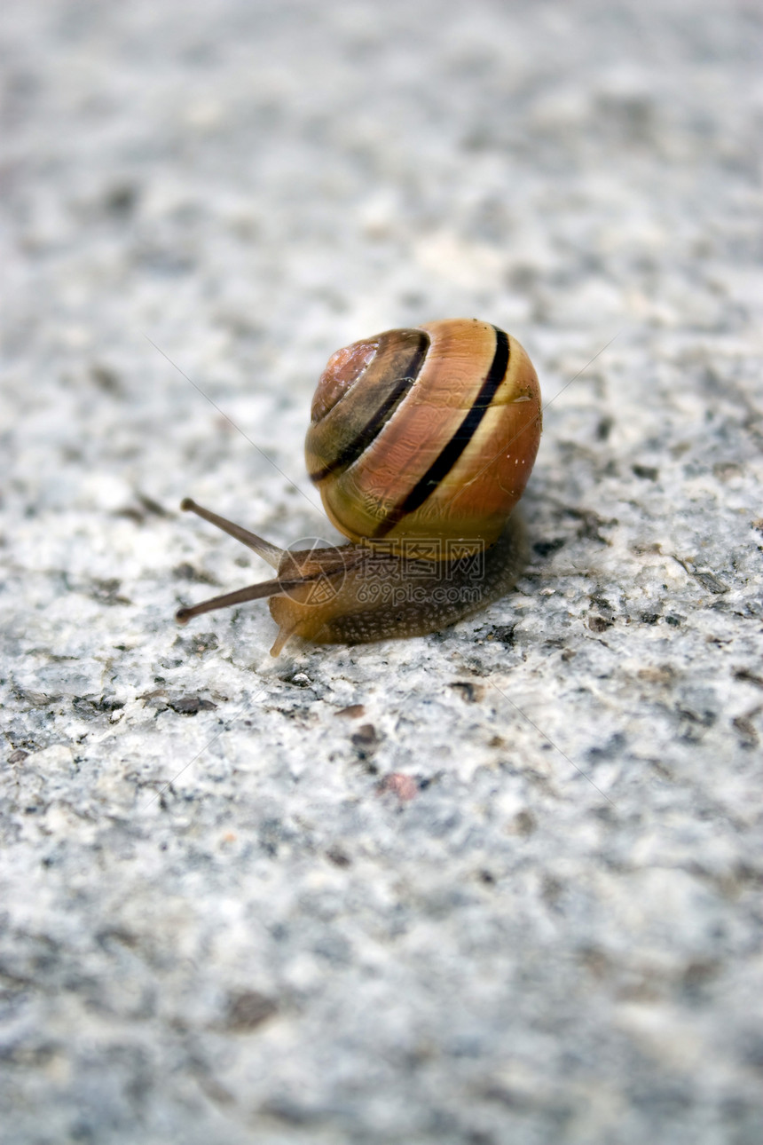 海螺粘液蜗牛害虫螺旋昆虫鼻涕虫天线动物宏观田螺图片