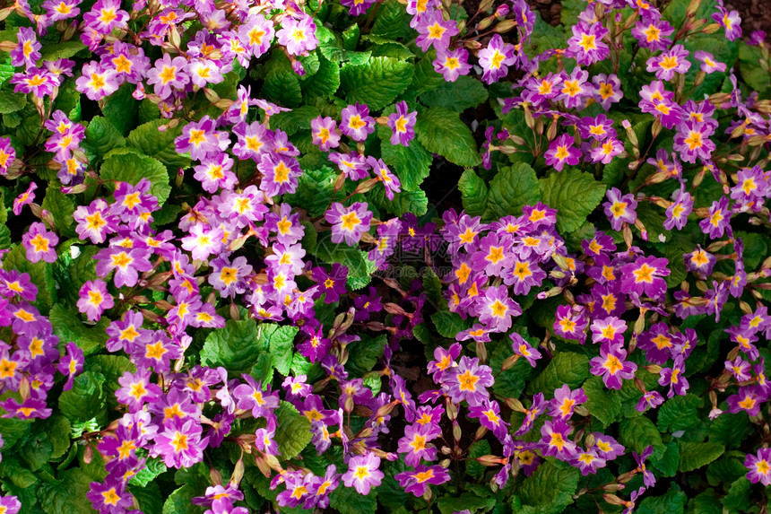 紫花花花园雏菊植物场地叶子紫色香味植物群花粉环境图片