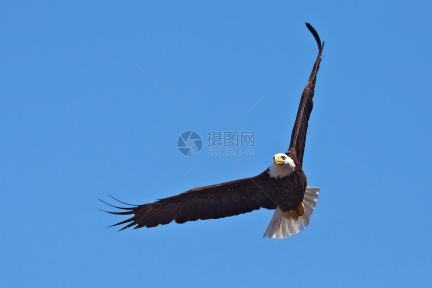 秃鹰在飞行中滑行领导天空猎人鸟类优美自由捕食者野生动物航班图片