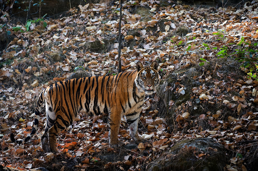 农业森林野生动物丛林哺乳动物猎人场景野猫愤怒异国捕食者图片