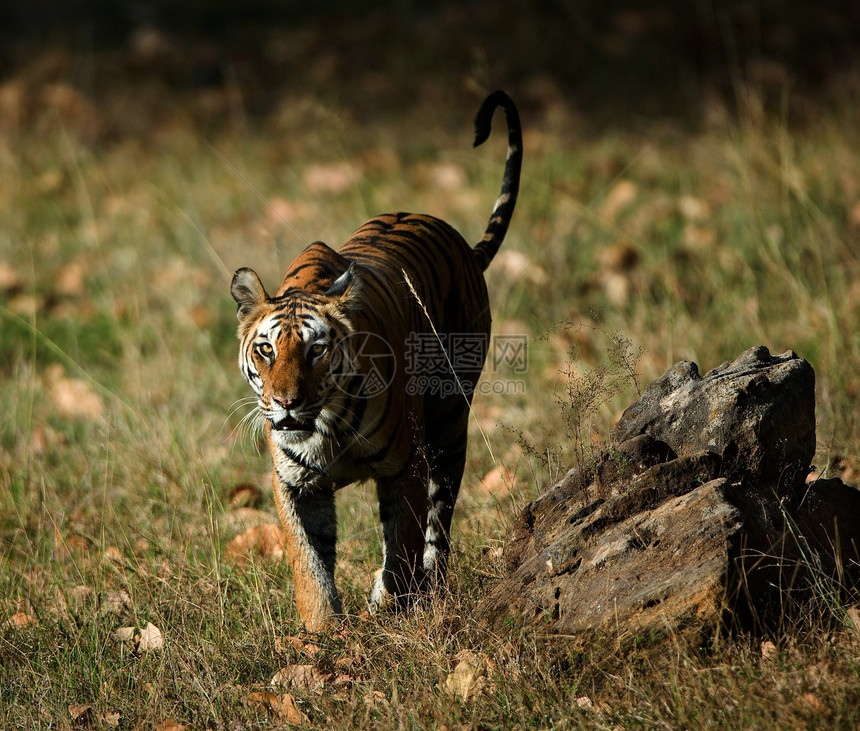 孟加拉皇家虎图片