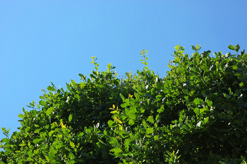 橡树叶叶公园绿色花园天空阴影活力季节太阳阳光木头图片