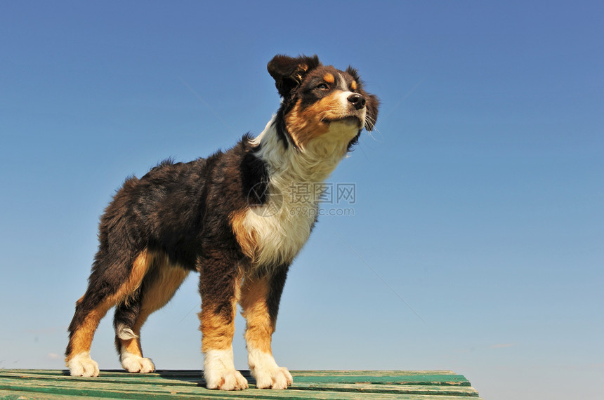 小狗澳洲牧羊人棕色三色犬类蓝色宠物动物天空图片
