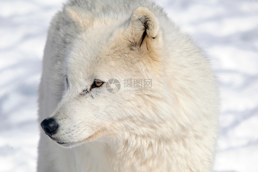 北极野狼捕食者犬类野生动物毛皮荒野哺乳动物图片