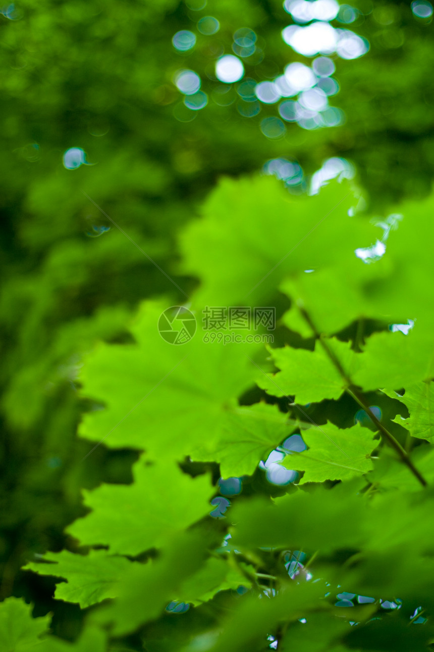 绿叶生长木头叶子宏观环境绿色树叶森林图片