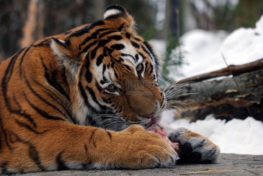 老虎食肉毛皮野生动物捕食者荒野猫科野猫动物条纹哺乳动物图片
