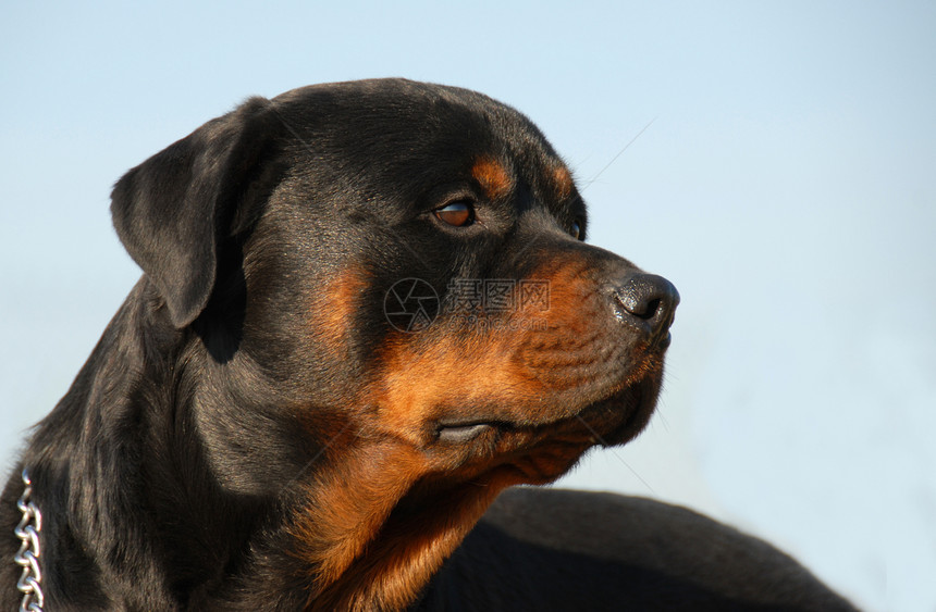 罗威纳犬动物忠诚黑色朋友警卫攻击伴侣危险眼睛宠物图片