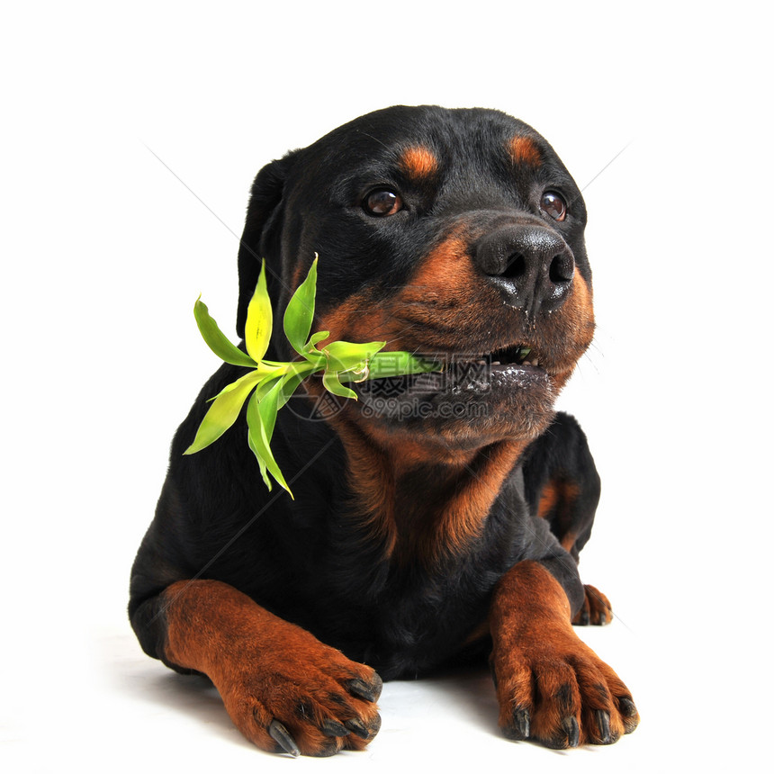 罗威纳犬和幸运竹绿色工作室动物竹子黑色宠物植物纳犬犬类财竹图片