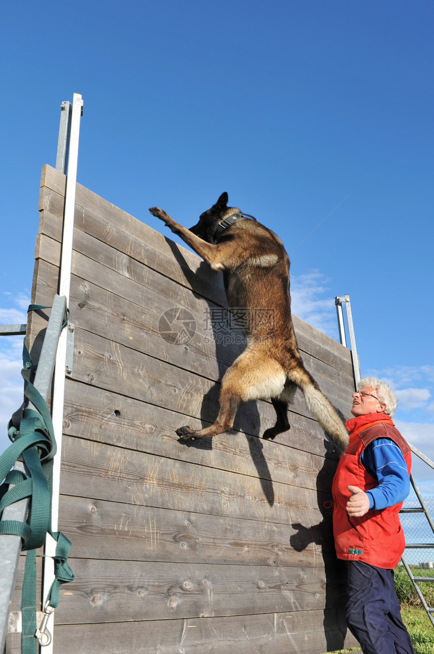 训练警犬天空夹带蓝色男人宠物警卫犬类伴侣跳跃棕色图片