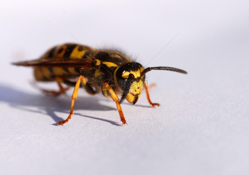 黄蜂野生动物黄色脊椎动物危险天线动物宏观蜜蜂白色昆虫图片