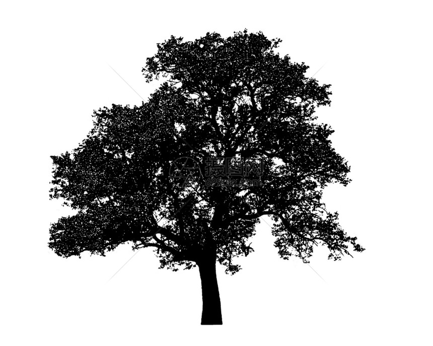 孤立的孤树植物木头风景树叶传播叶子黑色分支机构生活白色图片