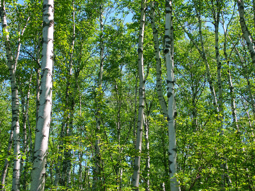 反对面背景使徒树干植物植被植物群湖岸国家绿色树叶图片