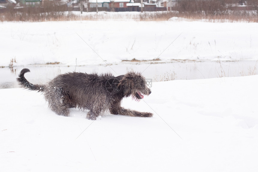 爱尔兰猎犬场地村庄尾巴池塘灰色姿势食肉猎人白色动物图片