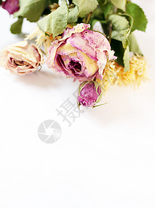干玫瑰白色植物群粉色烘干背景图片