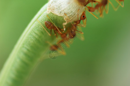 蚂蚁搬豆蚂蚁群宏观漏洞动物触角天线寄生虫团体害虫腹部胸部背景