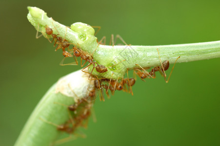 蚂蚁搬豆蚂蚁群害虫天线腹部寄生植物胸部荒野绿色寄生虫触角背景
