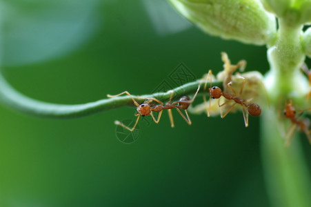 蚂蚁搬豆豆上蚂蚁昆虫荒野害虫触角植物腹部团体漏洞寄生虫寄生背景