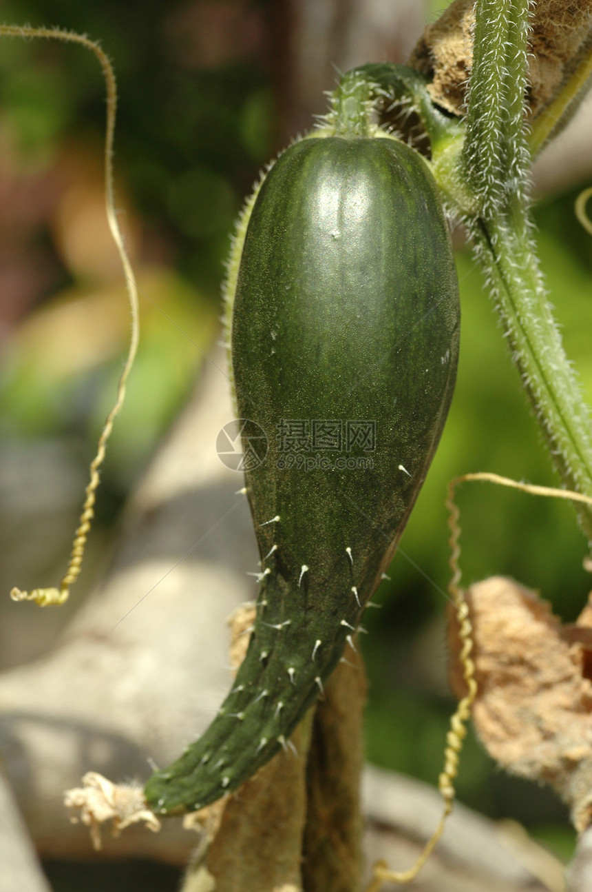 新鲜黄瓜新厂植物学收成营养叶子葫芦绿色蔬菜植物农业园艺图片