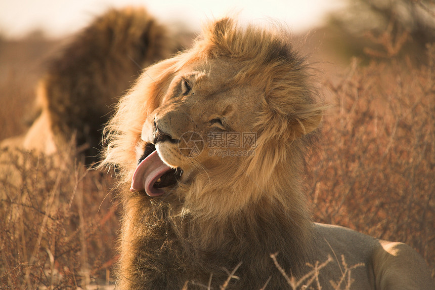 狮子的肖像动物野生动物毛皮野猫兽舌打扮金子哺乳动物大猫图片