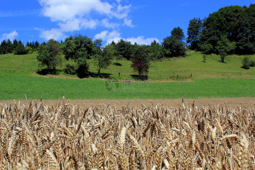 农村景观天空场地天气草地农田农场耳朵草原风景小麦图片