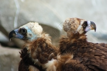 两只喜马拉雅山秃鹫高清图片