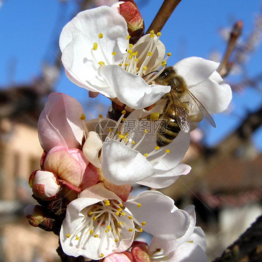 从花朵中采蜜蜜蜂水果桃子双烯花蜜杏子图片