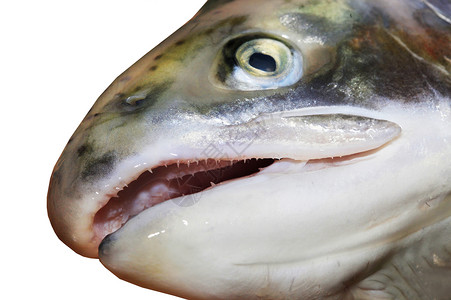 鲑鱼头眼睛盘子营养蔬菜食谱白色食物鳟鱼海鲜饮食背景图片