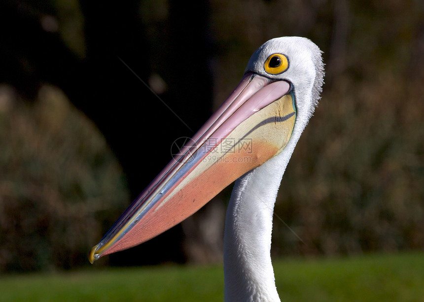 澳大利亚佩利肯人账单生活池塘动物鸟类图片
